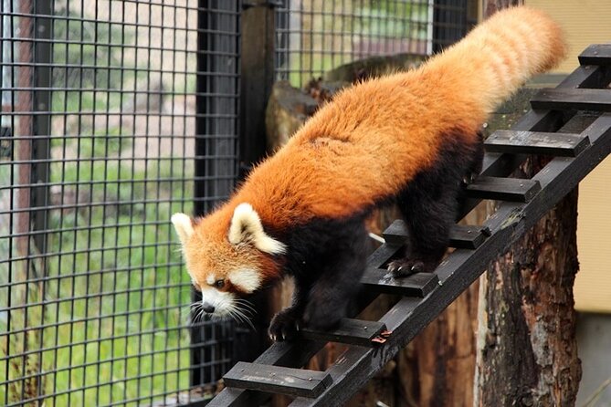 Asahiyama Zoo One-Day Tour - Exploring Asahiyama Zoo