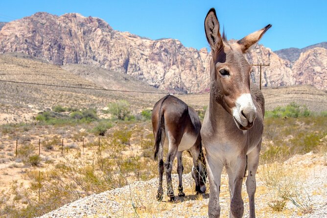 Audio Driving Tour: Grand Canyon West, Hoover Dam Red Rock Canyon - Accessing the Tour