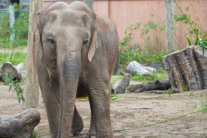 Audubon Zoo Ticket - Location and Transportation