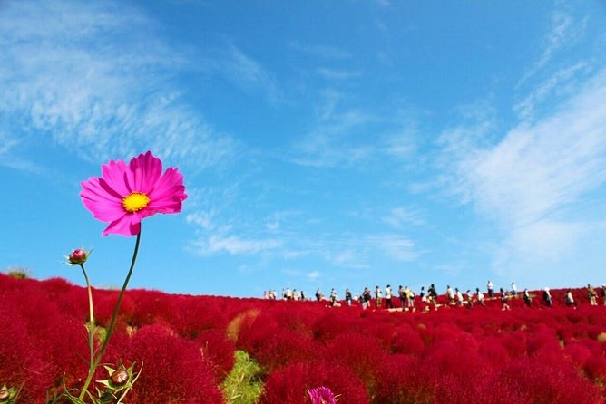 Autumn Flowers at Hitachi Seaside Park 1 Day From Tokyo - Meeting Point and Travel Information