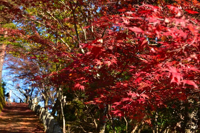 Autumn Leaves Buddha and Mt.Yoshino With Orange Picking Tour - Picnic Lunch and Dining
