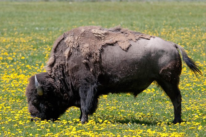 Best of Yellowstone Private National Park Safari Tour - Pickup Information