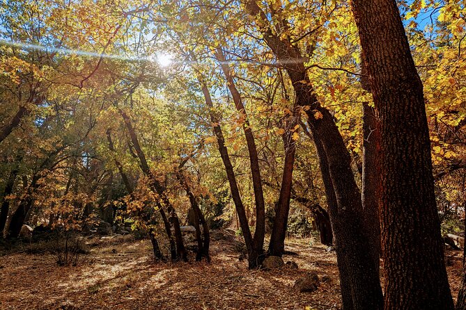 Big Bear Fall Colors Hiking Tour in Southern California - Accessibility and Participation Guidelines