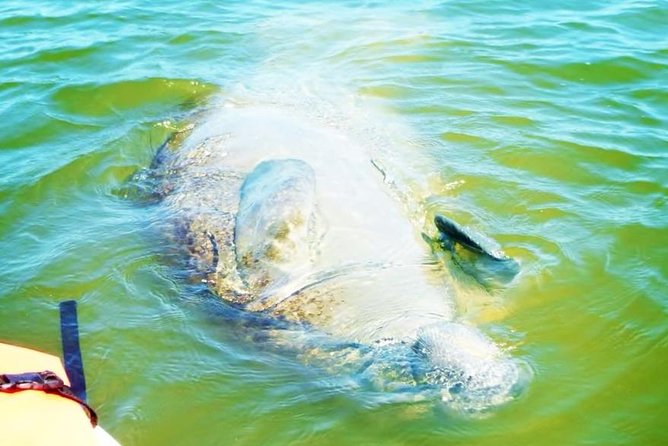 Blue Springs Manatee Tours & Wildlife Adventure Orlando - The Kayaking Experience