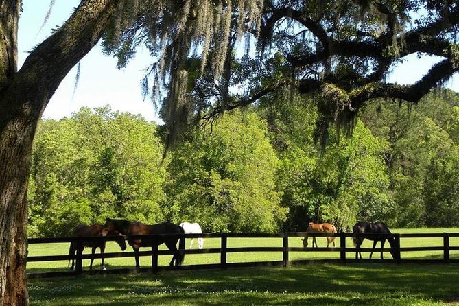 Boone Hall Plantation All-Access Admission Ticket - Visitor Experience and Recommendations