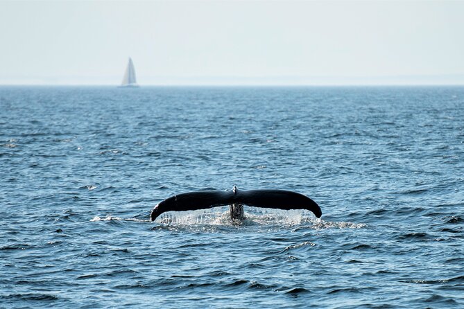 Boston Whale Watching Cruise by High-Speed Catamaran - On-board Amenities