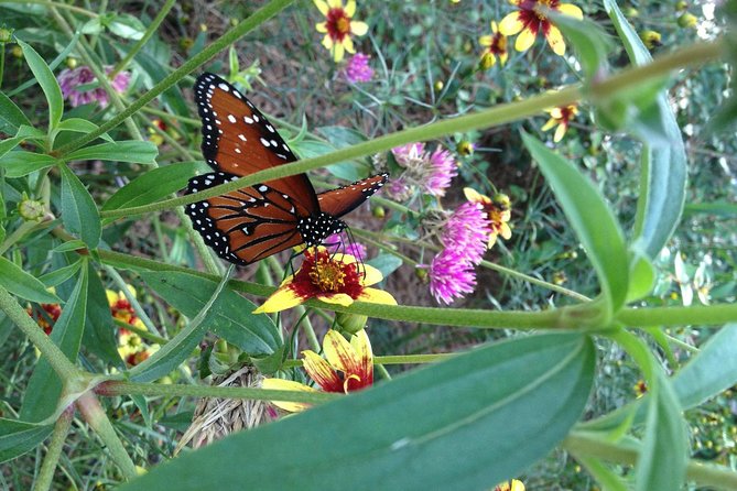 Butterfly Rainforest at Florida Museum of Natural History Ticket - Visitor Feedback and Reviews