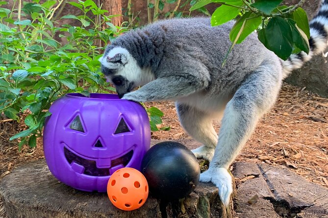 Central Florida Zoo and Botanical Gardens Ticket - Visitor Experience and Customer Reviews