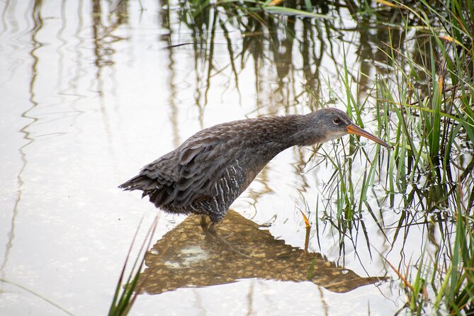 Charleston Bird Watching Tour - Recommended Items to Bring