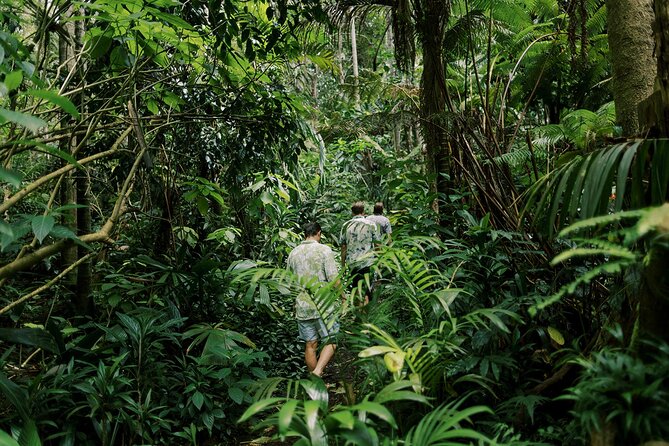 Cloud Forest Sanctuary Jungle Tour - Highlights and Recommendations
