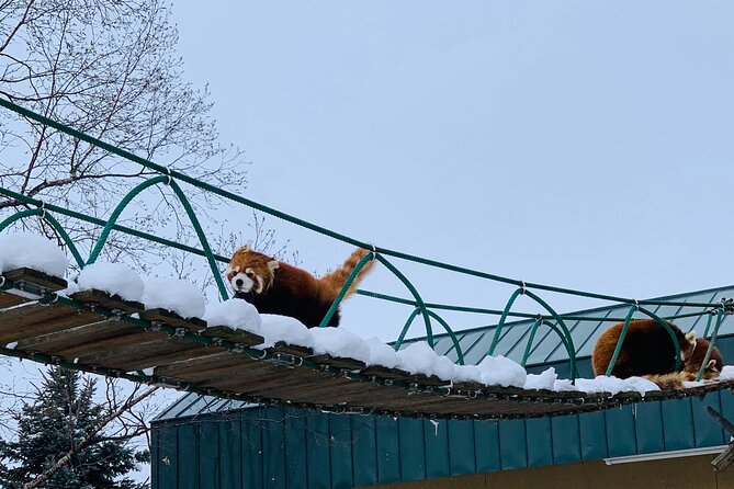 Day Tour to Asahiyama Zoo Biei Blue Pond Furano by Private Car - Furano Sightseeing