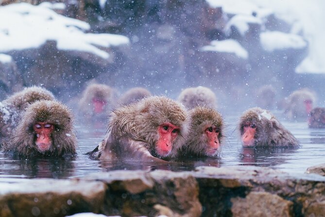Day Trip Snow Monkey in Nagano From Tokyo by Bullet Train - Pickup and Meeting Details