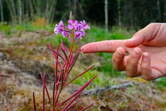 Denali Nature Hike - Inclusions and Amenities