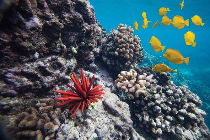 Discover the Magic of Coral Garden's Turtle Town - Maalaea Harbor - Savoring the Taste of Paradise