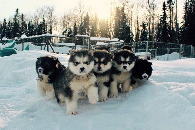 Dog Sled Adventure - Pricing and Cancellation Policy
