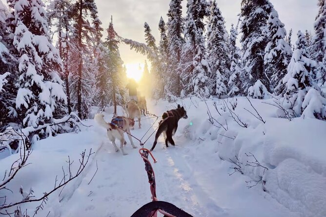 Dogsled Rides - Meeting Point and Logistics