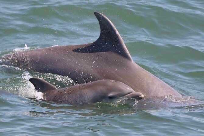 Dolphin and Bird Watching Ecotour Cruise - Meeting and Pickup Details