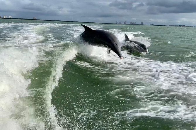 Dolphin Tours - Fort Myers Beach / Naples - Wildlife Sightings