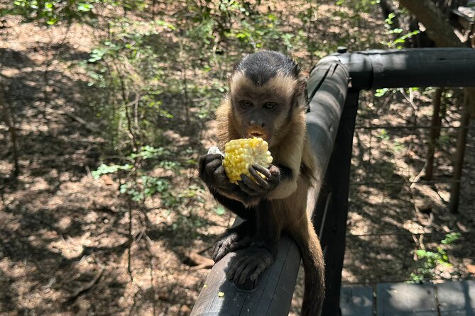Elephant & Monkey Sanctuary Tour From Johannesburg - Interacting With Elephants and Monkeys