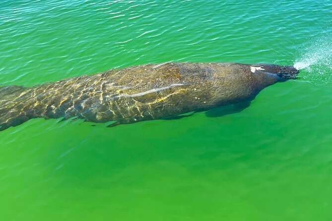 Elite Hobie Kayak Experience: Ultimate Premium Eco Adventure! - Scenic Highlights Along the Way