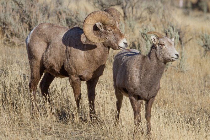 Epic Yellowstone Private Tour - Meeting and Pickup Details