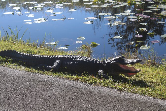 Everglades Eco Airboat Tour With Private Luxury Transportation - Accessibility Features and Requirements