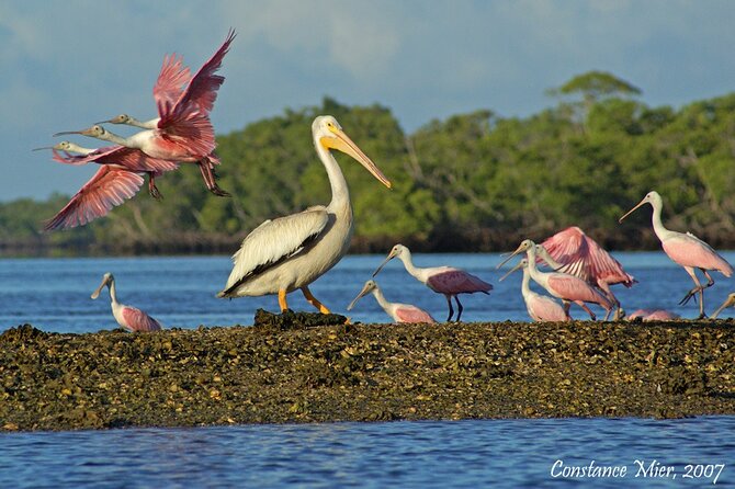 Everglades National Park Dolphin, Birding and Wildlife Boat Tour (2 Hours) - Positive Guest Reviews