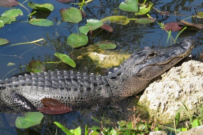 Everglades Tour in Miami - Pricing and Booking Information