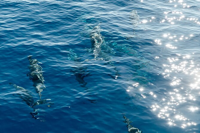 Exclusive Waikiki Yacht Snorkel With Lunch and Bevs - Guest Feedback and Ratings