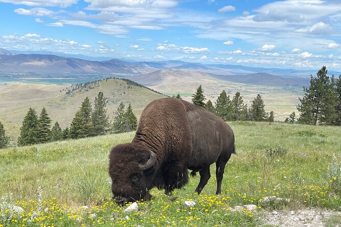 Flathead Lake & Bison Range Scenic Driving Tour - Whats Included in the Tour