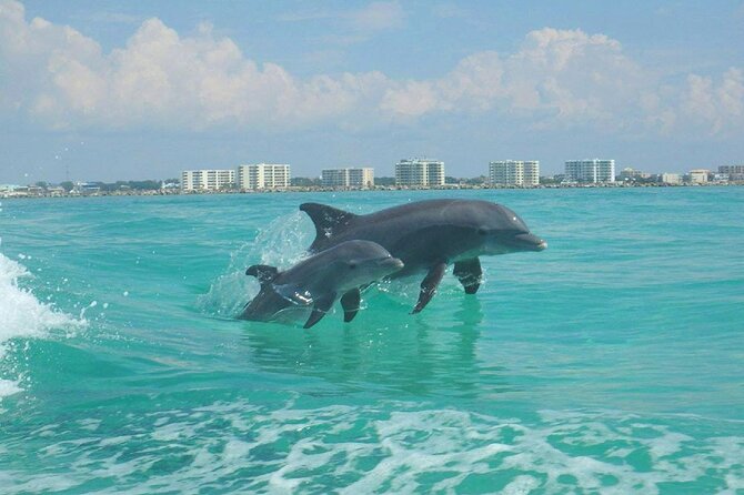 Flippers Adventures 2 Stop Snorkeling and Dolphin Cruise - Snorkeling Adventure