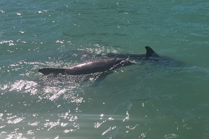 !! Flippers Fun Boat !! Dolphin Adventure Clearwater Beach! - Meet the Friendly Crew