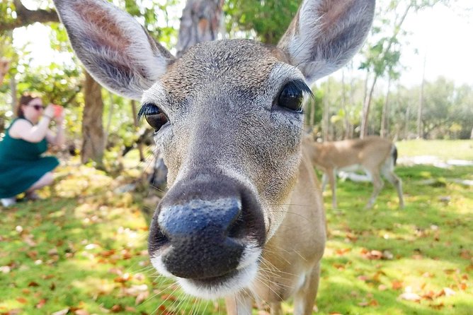Florida Keys Nature & History Tour From Key West - Exploring Bahia Honda State Park