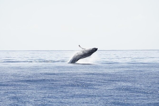 From Maalaea Harbor: Sunset Whale Watch Tour Aboard the Malolo - Meeting Point and Check-in