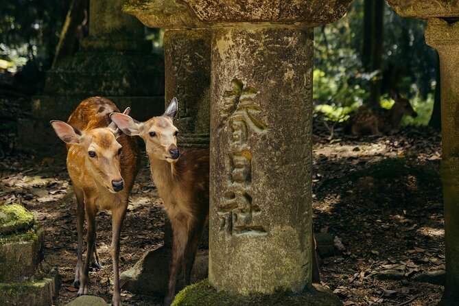 From Osaka, Nara Private Customizable Day Tour - Tour Participation