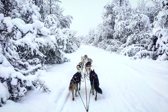 Full Day Drive Your Own Dog Team Dog Sledding Tour - Participant Requirements