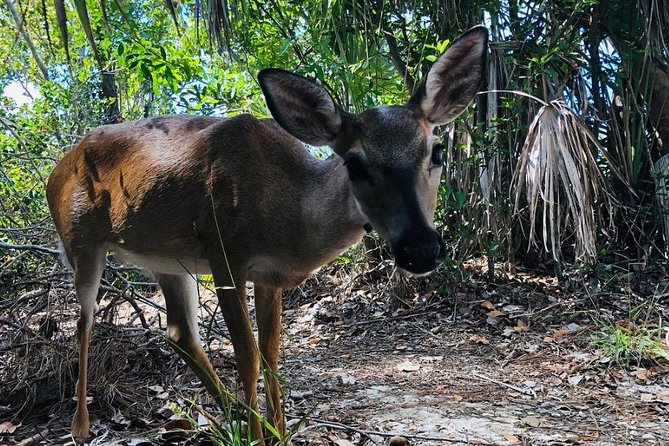 Full-Day Tour of Florida Keys Including Aquarium Encounters From Key West - National Key Deer Refuge and Blue Hole