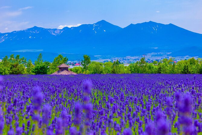 Furano Private Customizable Full Day Tour - Customization and Itinerary Planning