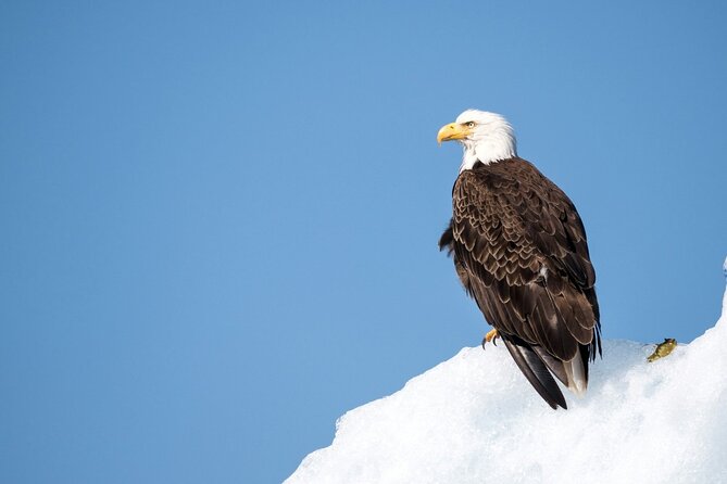 Grand Teton and Its Wildlife: Private Guided Tour - Breathtaking Scenery and Photo Opportunities