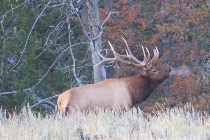 Grand Teton National Park - PRIVATE Full-Day Tour From Jackson Hole - Logistics and Meeting Information