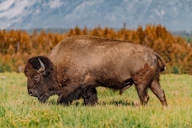 Grand Teton: Private Sunrise Tour - Accessibility and Participation