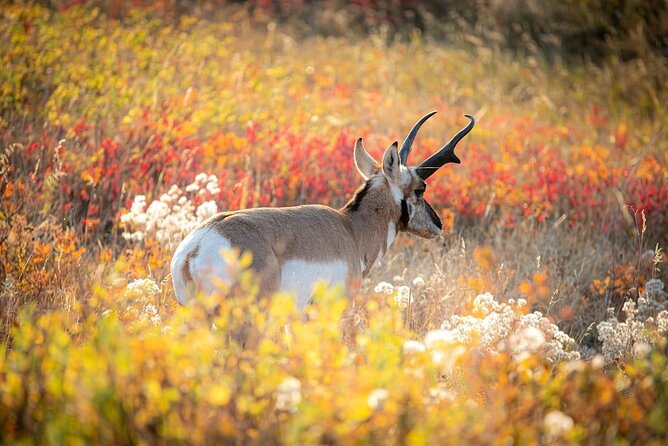Grand Teton: Private Sunset Tour - Dietary Accommodations for All Guests