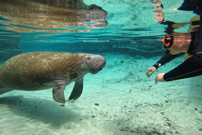 Guided Crystal River Manatee Snorkeling Tour - Meeting and Pickup