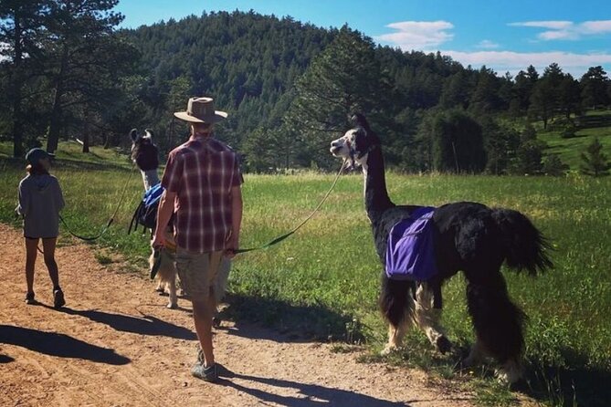 Guided Llama Hike in the Rocky Mountains - Meeting Point and Start Time