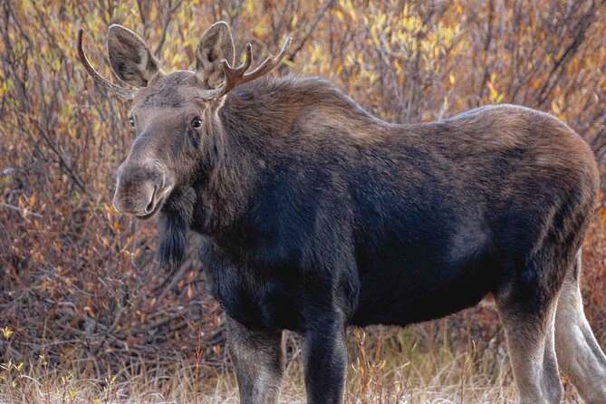 Guided Yellowstone Wildlife Tour - Cancellation Policy