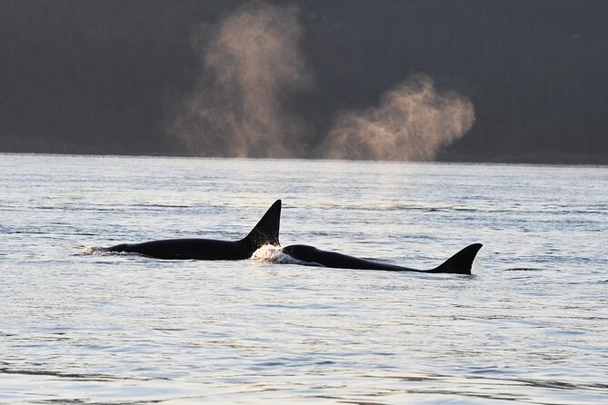 Half-Day Anacortes Whale and Wildlife Watching Guided Adventure - Cancellation and Booking Policies