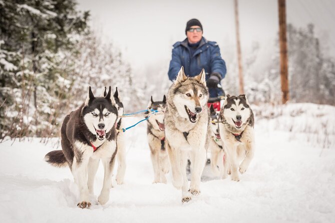 Half Day Drive Your Own Dog Team Dog Sledding Tour - Meeting and Pickup Information