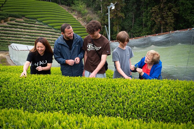 Half Day Nara and Matcha Farm Private Van Tour - Meeting and Pickup