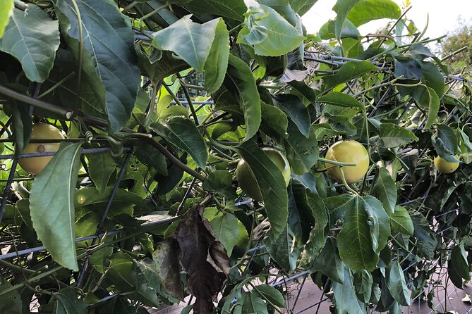 Hamakua Coast Farm Small-Group Walking and Tasting Tour - Meeting Point and Logistics