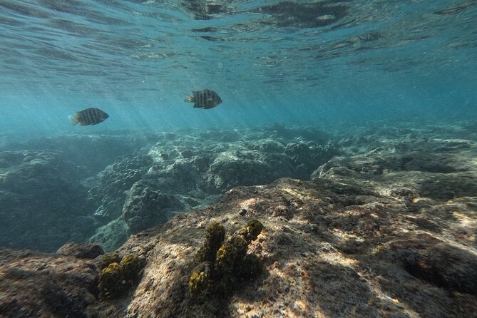 Hanauma Bay Guided Snorkeling Tour With Transportation - Experience Highlights